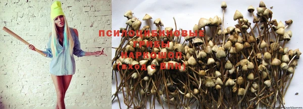 гашик Магадан